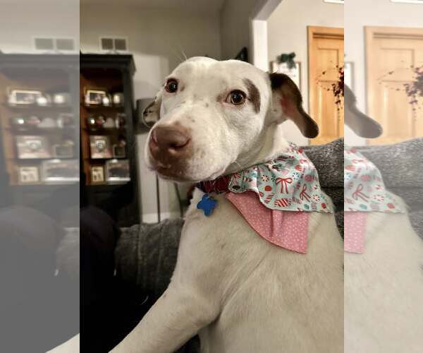 Medium Photo #5 Pointer-Unknown Mix Puppy For Sale in Plainfield, IL, USA