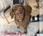 Small Photo #4 Dachshund Puppy For Sale in San Antonio, TX, USA
