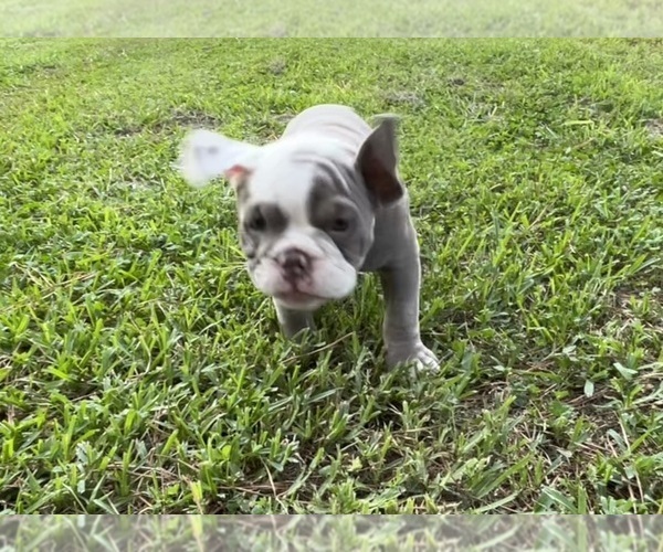 Medium Photo #14 Olde English Bulldogge Puppy For Sale in ADAMSVILLE, AL, USA