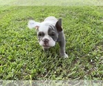 Small #13 Olde English Bulldogge
