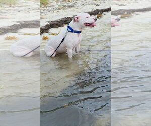 COURTESY POST: Lucy - Female American Bulldog-Unknown Mix Dog for Adoption - Photo #2