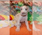 Small Photo #30 Great Dane Puppy For Sale in SPRAGGS, PA, USA