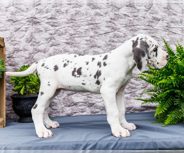 Medium Photo #7 Great Dane Puppy For Sale in WAKARUSA, IN, USA