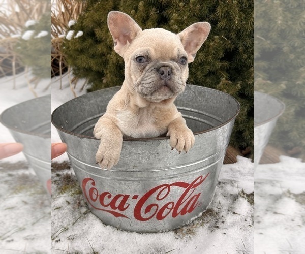 Medium Photo #2 French Bulldog Puppy For Sale in MIDDLEBURY, IN, USA