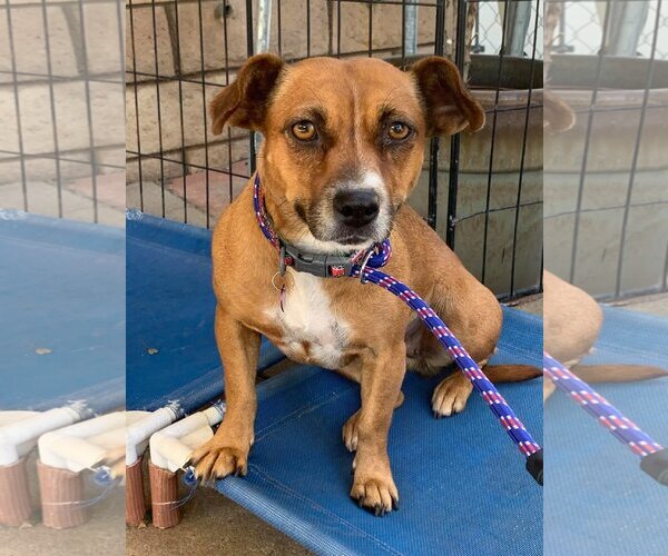 Medium Photo #4 Boxer-Jack Russell Terrier Mix Puppy For Sale in La Verne, CA, USA