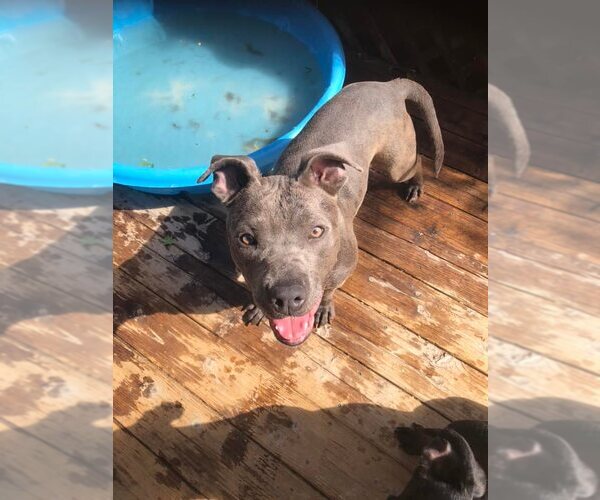 Medium Photo #1 American Staffordshire Terrier-Unknown Mix Puppy For Sale in Fair Oaks, CA, USA