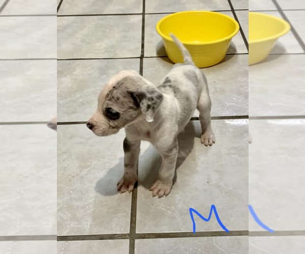 Medium Photo #1 Great Dane Puppy For Sale in SAN DIEGO, CA, USA