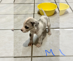 Small Photo #1 Great Dane Puppy For Sale in SAN DIEGO, CA, USA