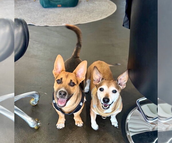 Medium Photo #1 Mutt Puppy For Sale in San Juan Capistrano, CA, USA