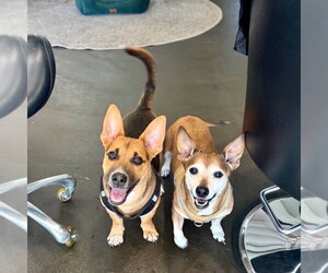 Mutt Dogs for adoption in San Juan Capistrano, CA, USA