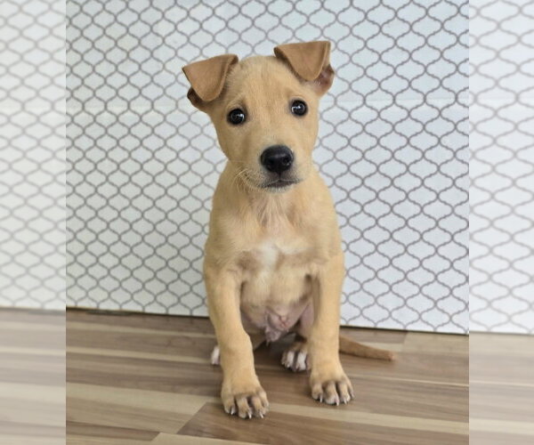 Medium Photo #5 Shepradors Puppy For Sale in Lakewood, CO, USA