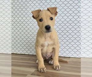 Fabio - Male Shepradors Dog for Adoption - Photo #5