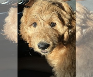 Goldendoodle Puppy for sale in SAINT JOHNS, FL, USA