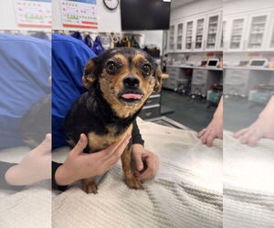 Chihuahua-Unknown Mix Dogs for adoption in Chico, CA, USA