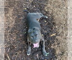 Small #1 American Pit Bull Terrier
