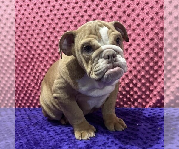 Medium Photo #2 Bulldog Puppy For Sale in ARTHUR, IL, USA