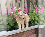 Small Photo #17 Goldendoodle Puppy For Sale in PITTSBURG, CA, USA