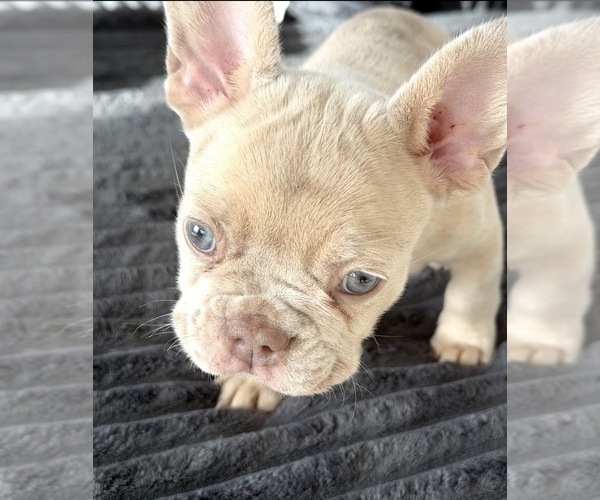 Medium Photo #5 French Bulldog Puppy For Sale in ARVERNE, NY, USA