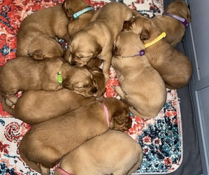 Golden Retriever Puppy for sale in EWING, KY, USA
