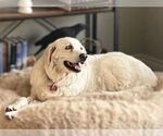 Small #5 Great Pyrenees