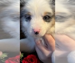 Puppy Jack Miniature Australian Shepherd