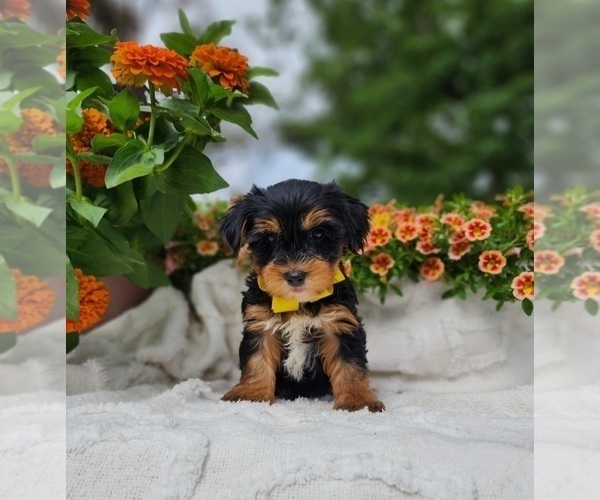 Medium Photo #2 Yorkshire Terrier Puppy For Sale in INDIANAPOLIS, IN, USA