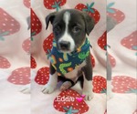 Small #1 Mutt