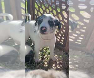 Border Collie-Unknown Mix Dogs for adoption in Brewster, NY, USA