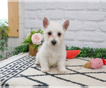 Small #6 West Highland White Terrier