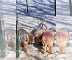 Small Photo #12 Goldendoodle Puppy For Sale in LAPEER, MI, USA