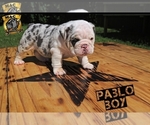 Puppy Pablo blue eyes English Bulldog