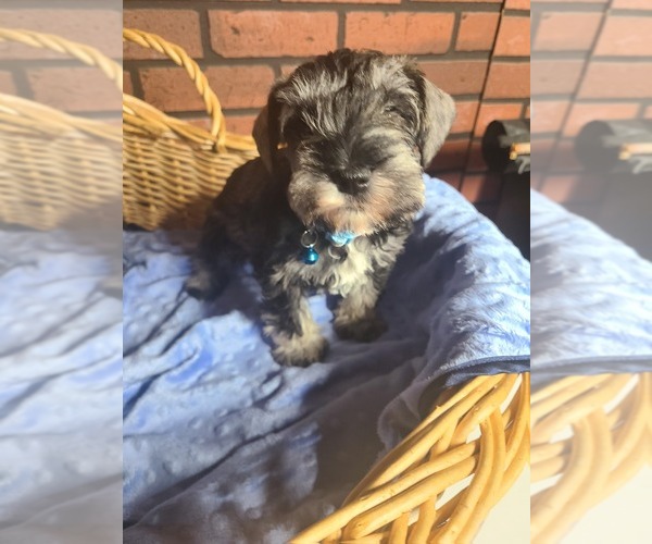 Medium Photo #6 Schnauzer (Miniature) Puppy For Sale in HUMESTON, IA, USA