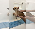 Small #2 Chihuahua Mix