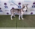Small Siberian Husky