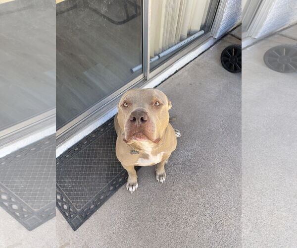 Medium Photo #15 American Pit Bull Terrier-Unknown Mix Puppy For Sale in Chandler, AZ, USA