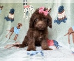 Small #4 Cavapoo (Miniature)