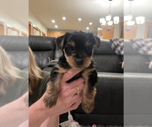 Yorkshire Terrier Puppy for sale in REDMOND, OR, USA