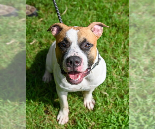 Medium Photo #2 Mutt Puppy For Sale in Glen Allen, VA, USA