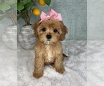Small #4 Cavapoo