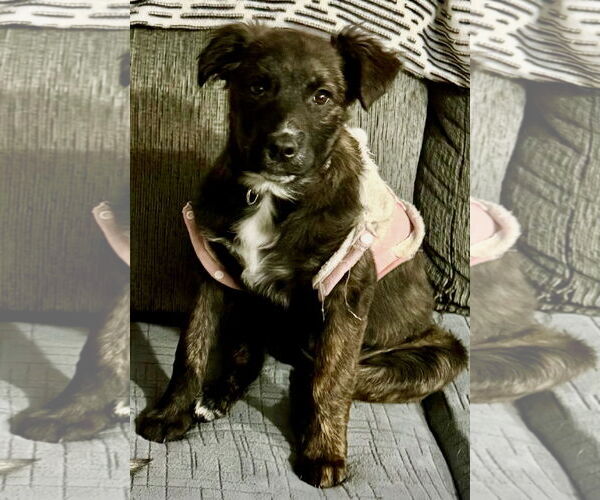 Medium Photo #1 Colonial Cocker Spaniel-Unknown Mix Puppy For Sale in Clarkston, MI, USA