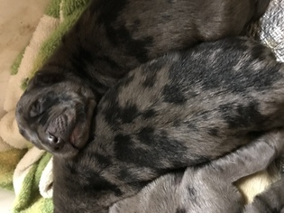 Litter of 9 Daniff puppies for sale in LOWELL, OH. ADN 
