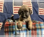 Puppy 8 Saint Berdoodle