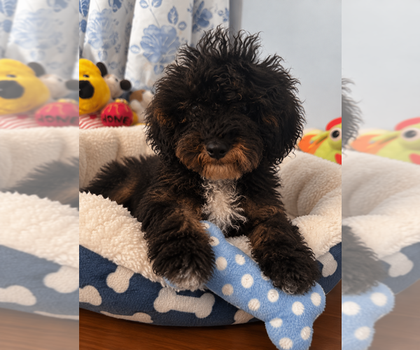 Medium Photo #10 Havapoo Puppy For Sale in DURHAM, CT, USA