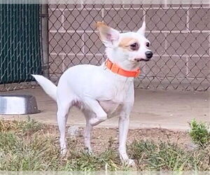 Chihuahua Dogs for adoption in Springfield, MA, USA