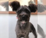 Small Mutt