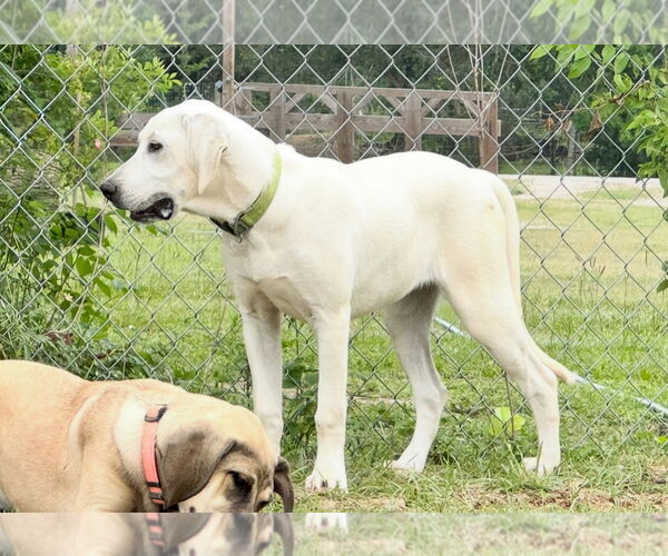 Medium Photo #29 Anatolian Shepherd-Labrador Retriever Mix Puppy For Sale in Higley, AZ, USA