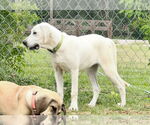 Small #28 Anatolian Shepherd-Labrador Retriever Mix