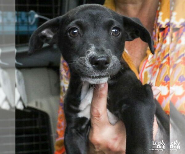 Medium Photo #4 Labrador Retriever-Unknown Mix Puppy For Sale in Washington, DC, USA