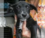 Small #3 Labrador Retriever Mix