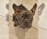 Small #4 French Bulldog